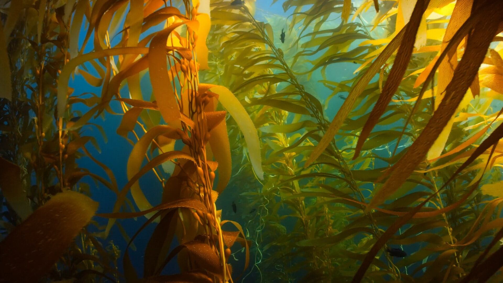 National Geographic comparte los detalles de un épico viaje para descubrir los bosques de kelp con algas gigantes.