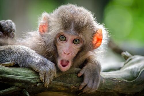 TikTok: paso a paso para usar filtro de la “cara de shock”