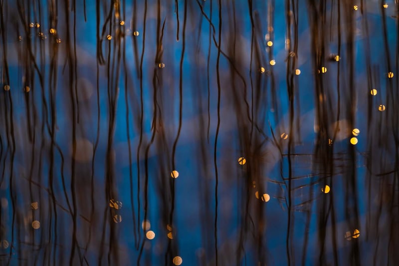 El concurso GDT Nature Photographer of the Year 2026 volvió a deslumbrar al mundo con una colección de fotografías que combinan arte, paciencia y conciencia ambiental. Foto: cortesía.