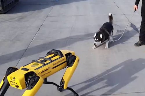Video viral: ¿Cómo reacciona un perro al conocer a un perro robot?