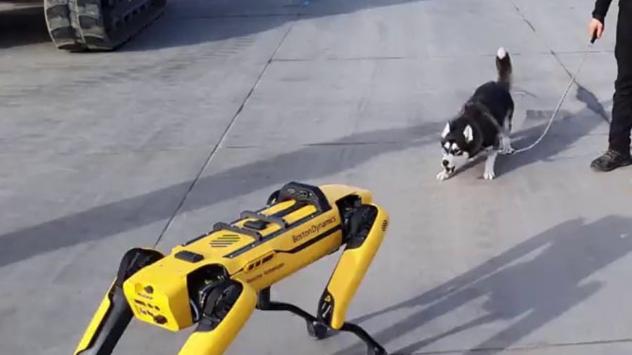 Spot The Robot Dog conoce a un perro real | Video viral de @MathiasMonstrey