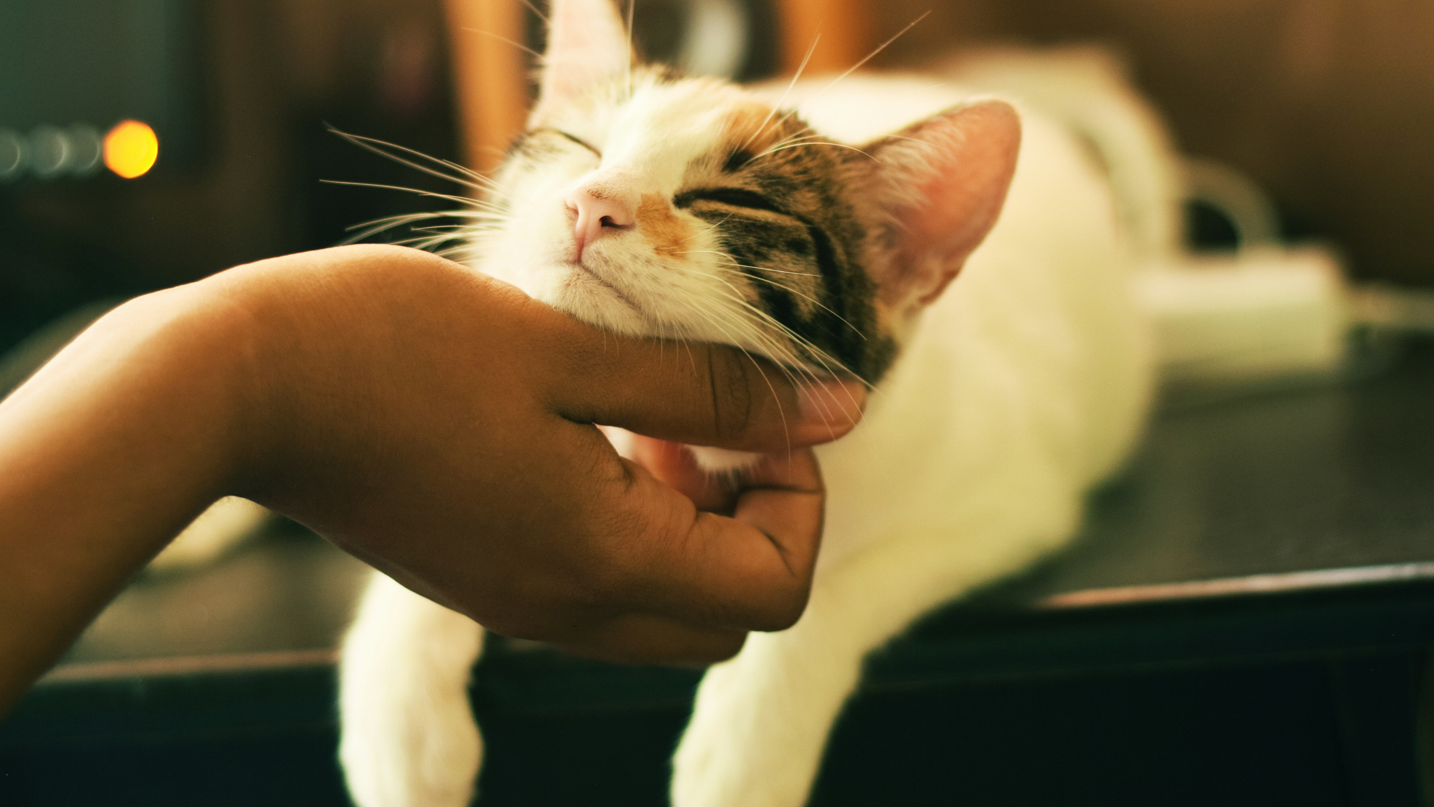 La IA tiene el potencial de mejorar significativamente la medicina veterinaria, pero el veterinario debe seguir siendo el responsable final del diagnóstico y tratamiento.