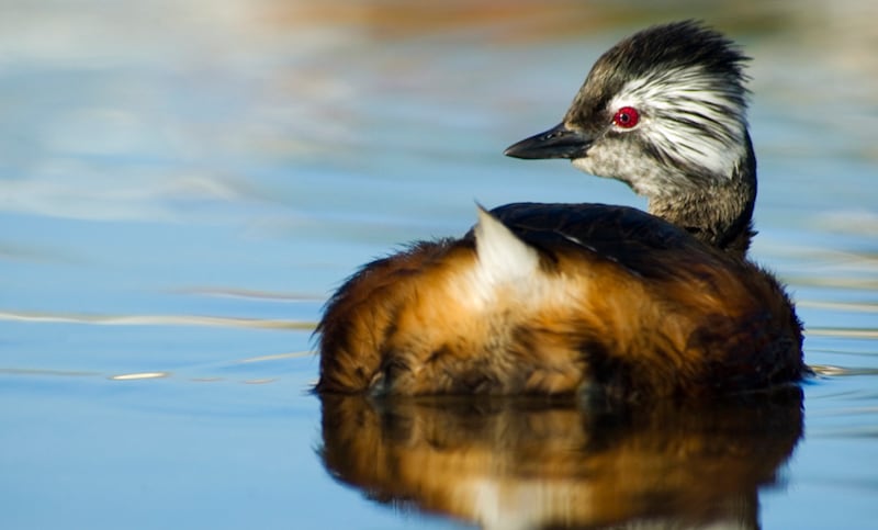 Ojo Sharingan - Rollandia rolland