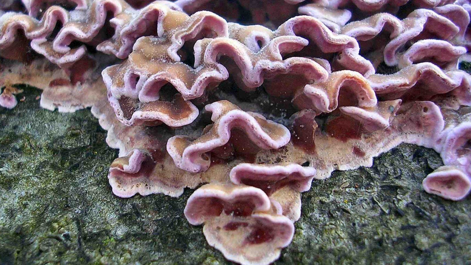 En India se registra el primer caso histórico de un humano que padece de Chondrostereum purpureum, hongo asesino de árboles o plateado de los frutales.