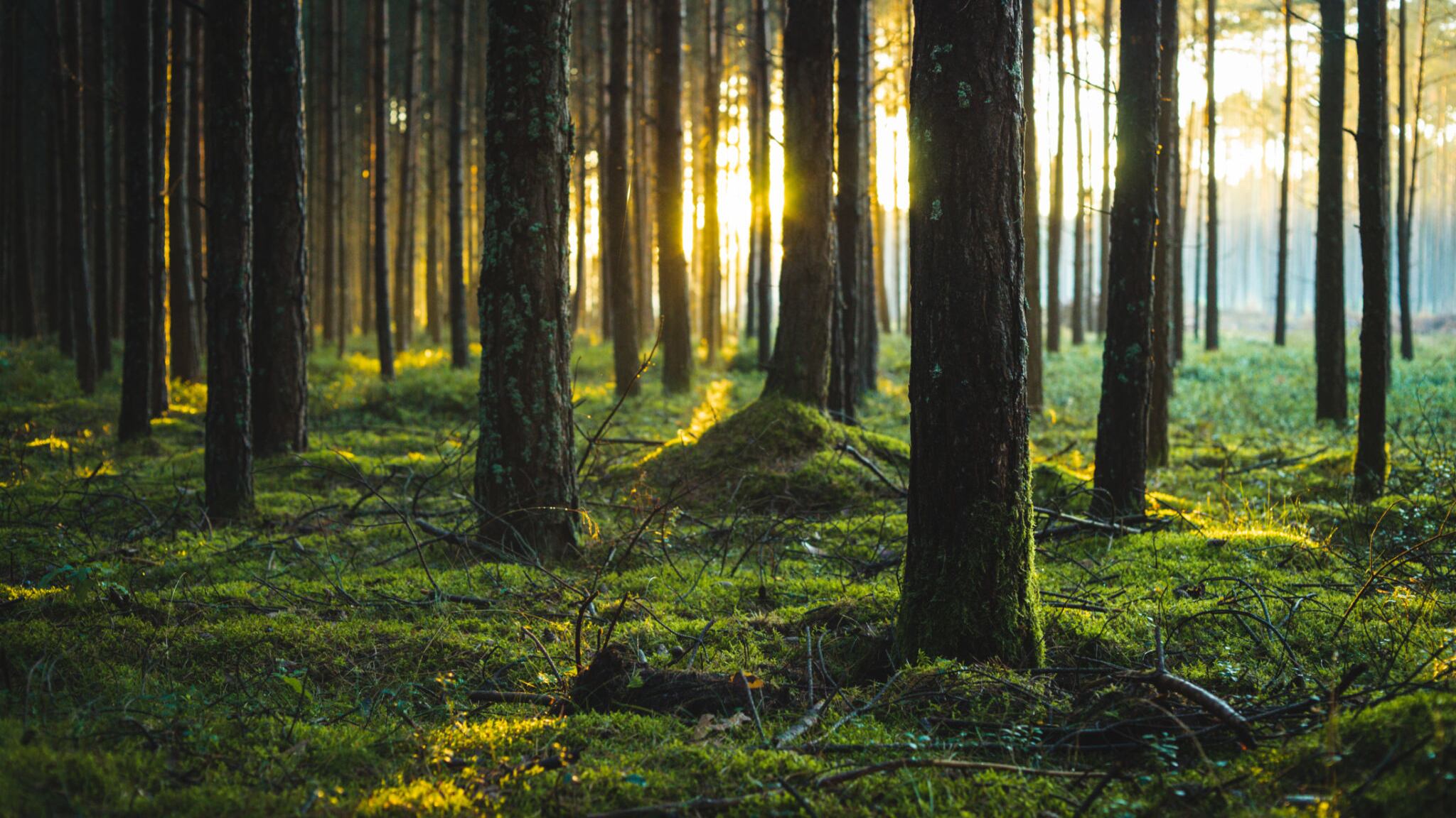 Cada bosque constituye un escudo en la lucha contra el cambio climático.