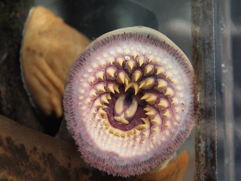 Lampreas marinas | Flickr