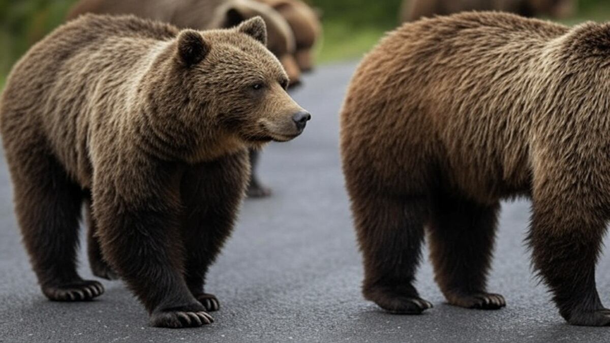 Osos Yellowstone - Imagen hecha por la IA de Grok