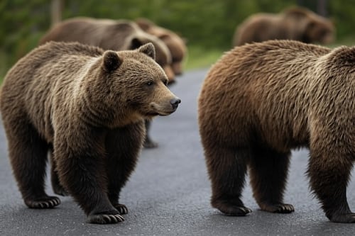 El llamativo comportamiento de los osos de Yellowstone que tiene consternados a los científicos