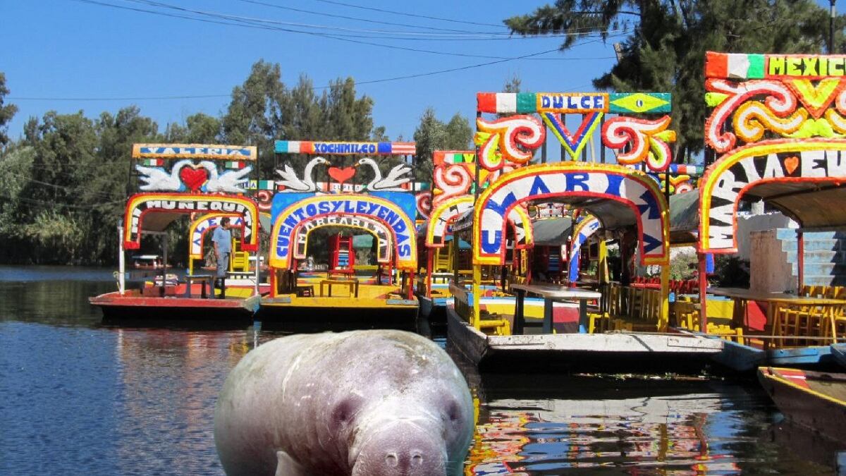 Xochimilco Manatíes