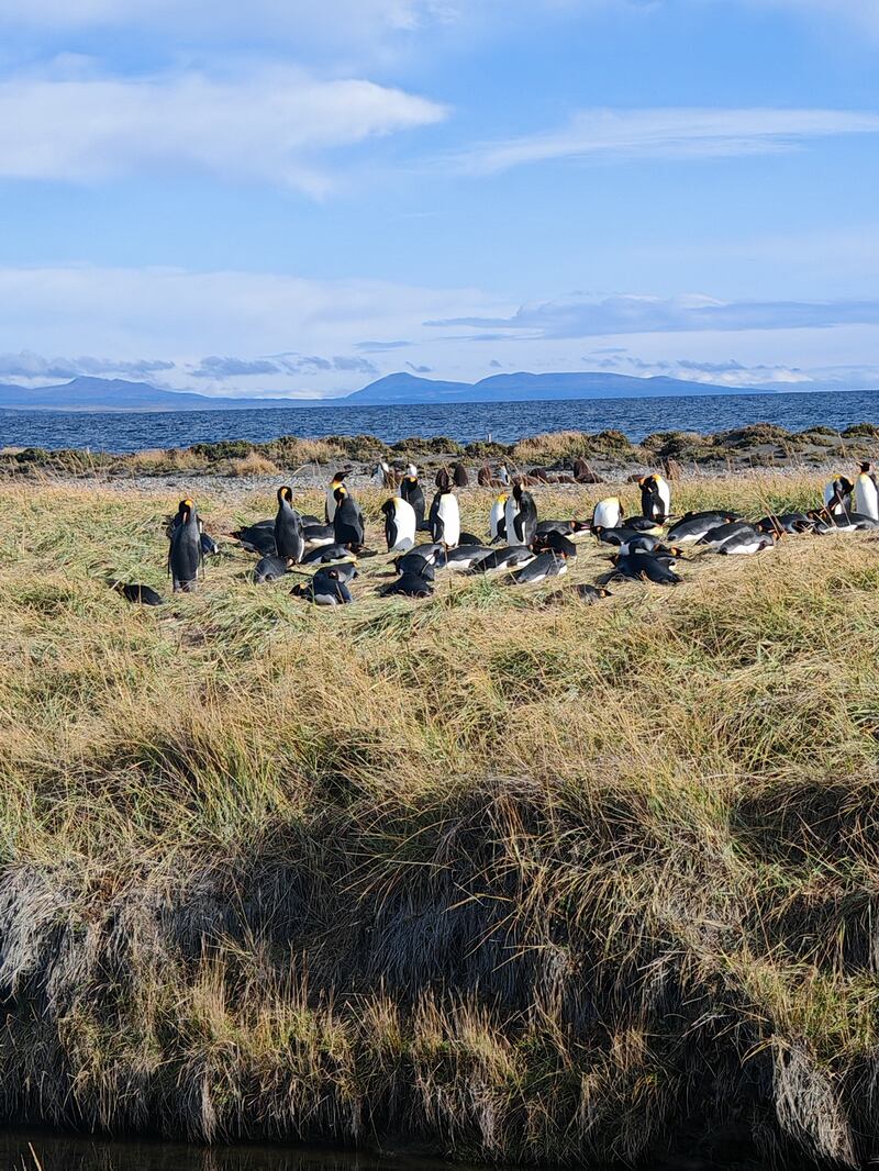 Pingüinos con HONOR, lejos, Zoom 100x- FayerWater - JP Howard
