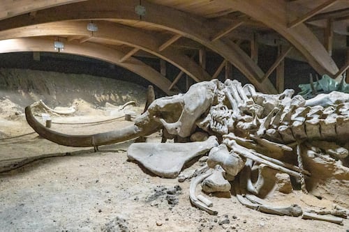 Revelación histórica: Un diente de 1878 muestra que el mamut lanudo se extendió más al este de Norteamérica de lo que se creía