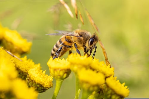 Las abejas se estresan y adoptan una característica muy humana, dice un estudio