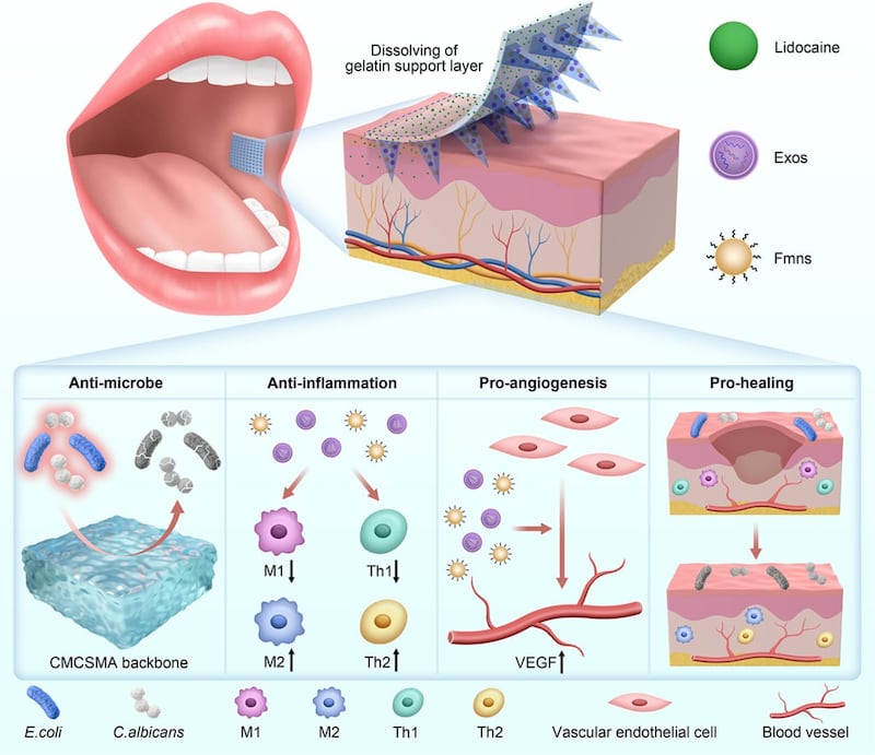 Universidad de Seoul - Regeneración Dental