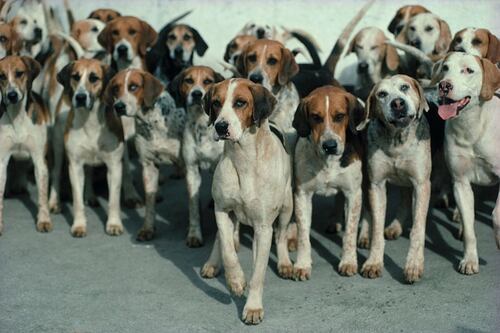Cámaras de gas para animales: la horrorosa donación de un ex nazi y su familia en Argentina