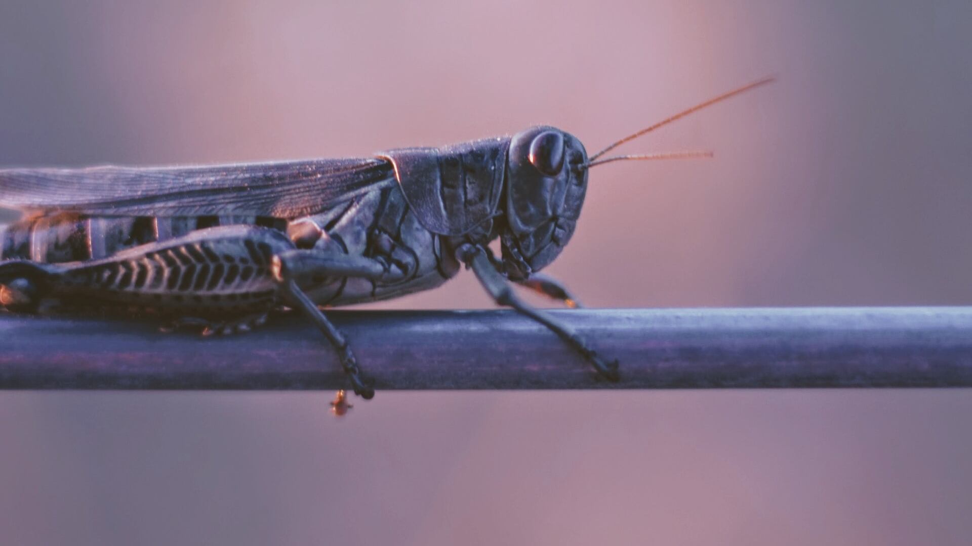 Imagen referencial de una langosta.