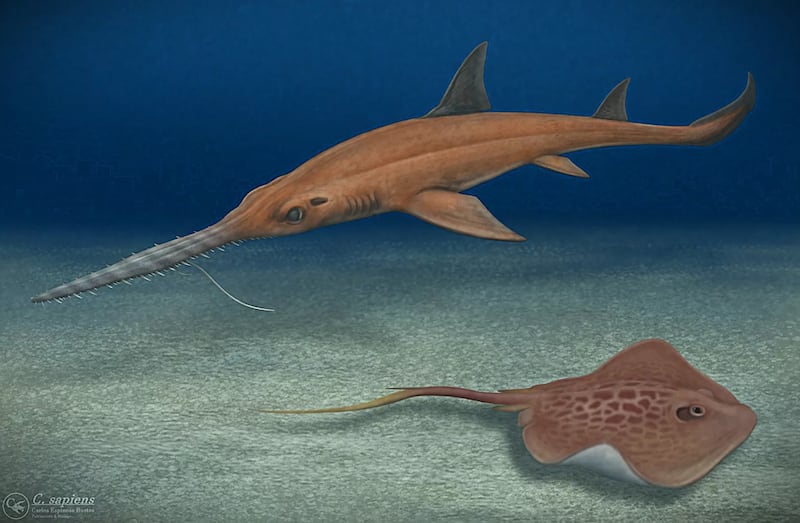 Pochitaserra patriciacanalae y Dasyatis manuelcamposi / Gentileza