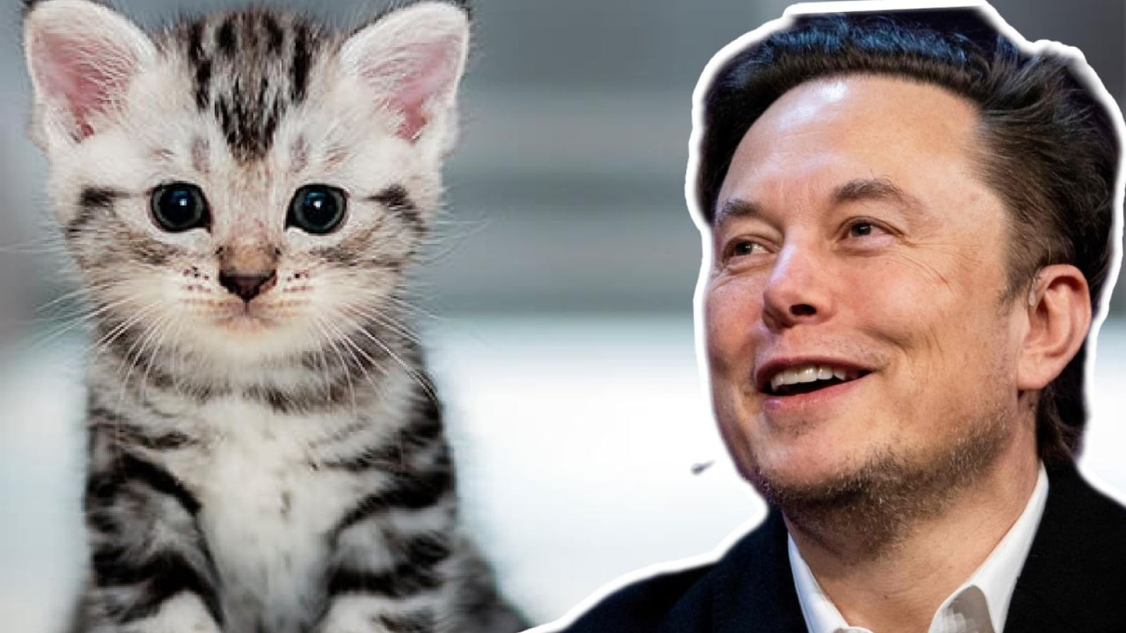 Elon Musk ahora produce camas de Tesla para gatos
