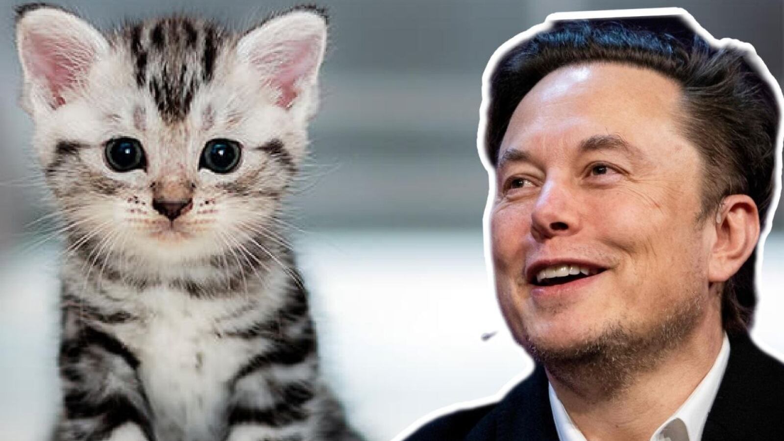Elon Musk ahora produce camas de Tesla para gatos