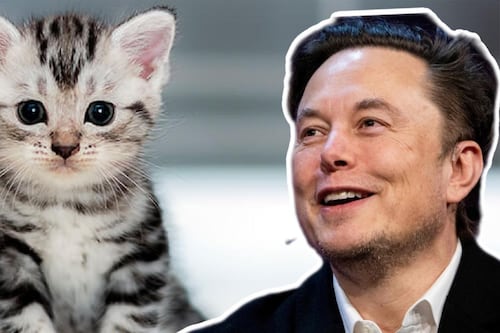 Elon Musk crea un nuevo negocio: camas de Tesla para gatos