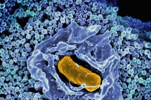 Los billones de bacterias en tu piel podrían ser la solución a enfermedades y el secreto de la juventud