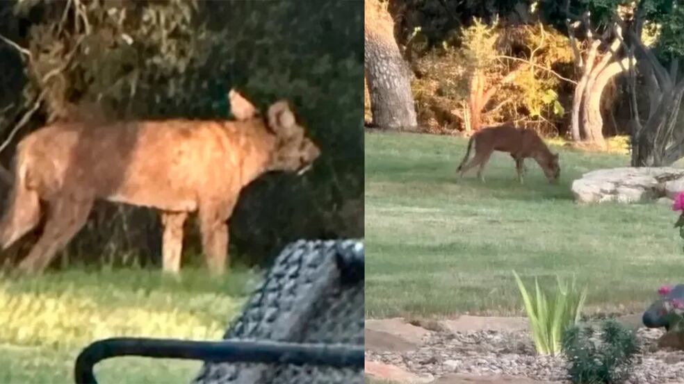 ‘Chupacabra’ aparece nos Estados Unidos e assusta moradores locais
