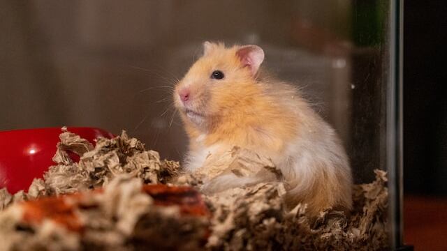 Las ratas del estudio demostraron problemas de memorias