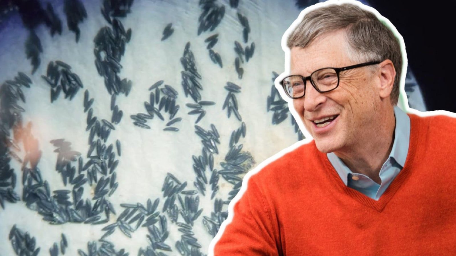 Bill Gates y la fábrica de mosquitos