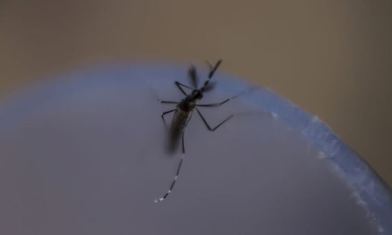 Mosquito