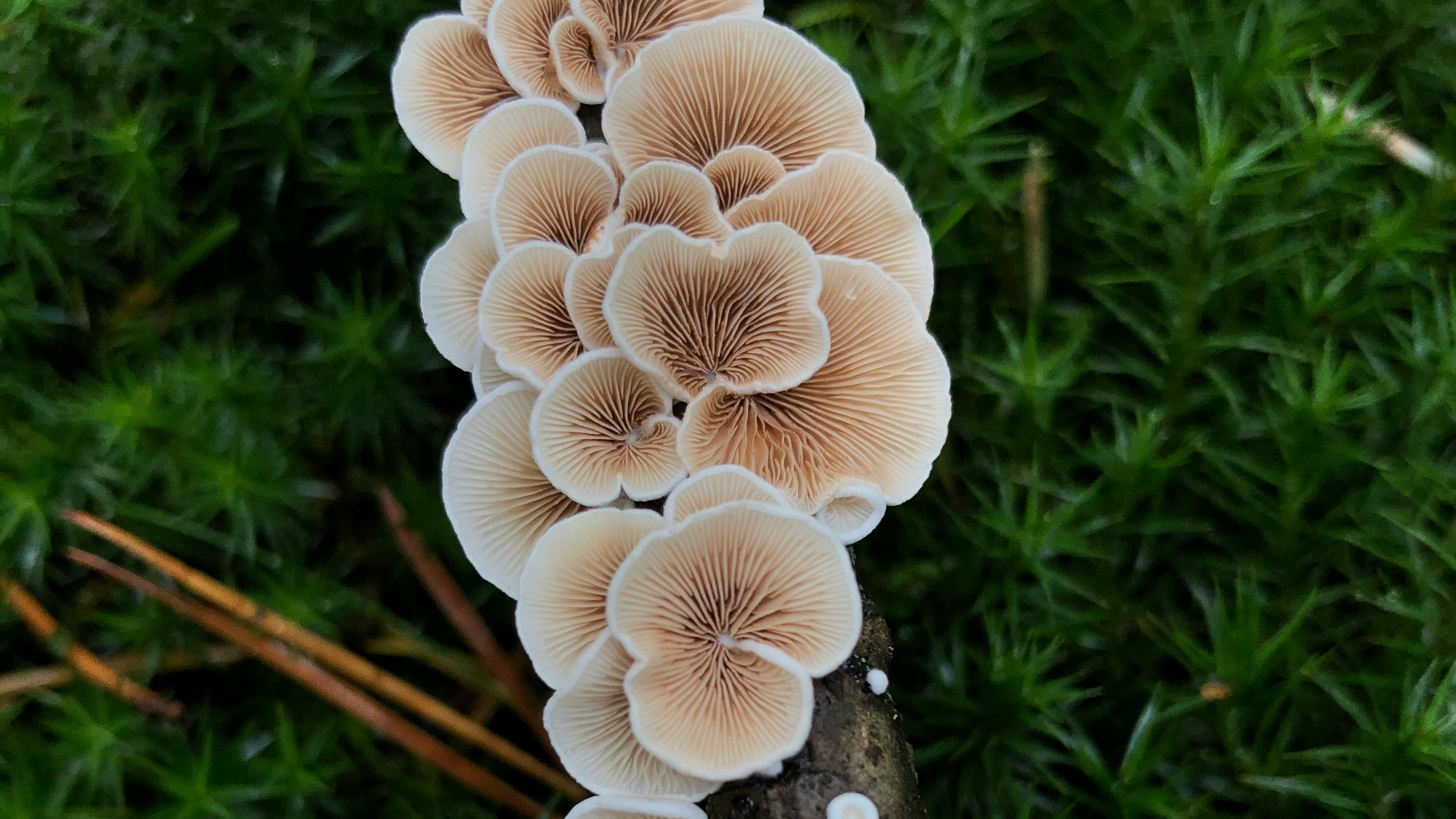La psilocibina, con su capacidad para crear una ventana para el cambio en el cerebro, está abriendo nuevas posibilidades en el campo de la salud mental.