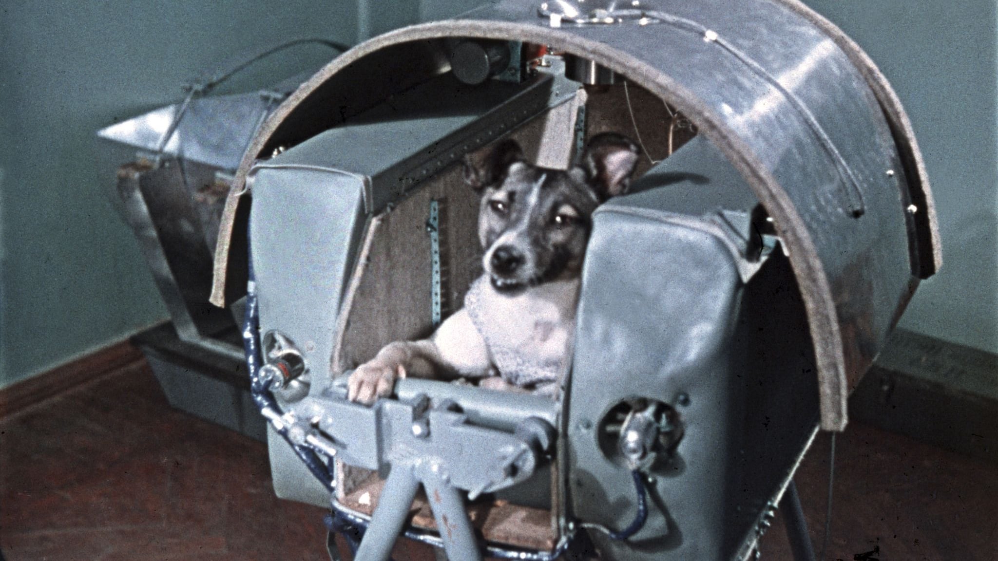 Laika fue el primer animal en orbitar la Tierra. Murió pocas horas después del despegue del Sputnik 2.