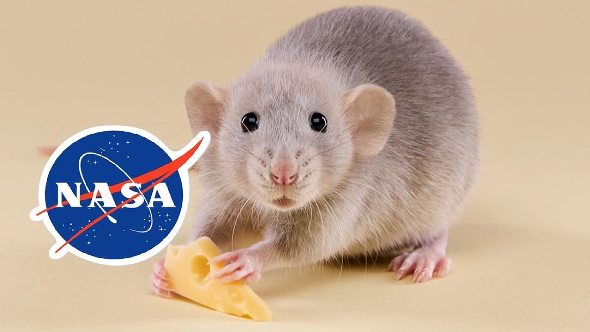 Ratones NASA