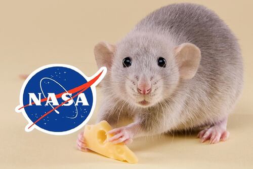 Misión a Marte: NASA manda ratones a la ISS y obtiene malas noticias con sus experimentos