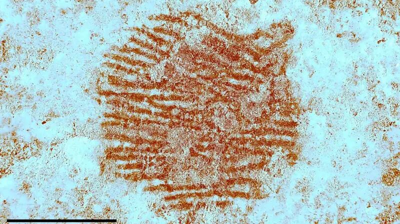 Huella más antigua del mundo