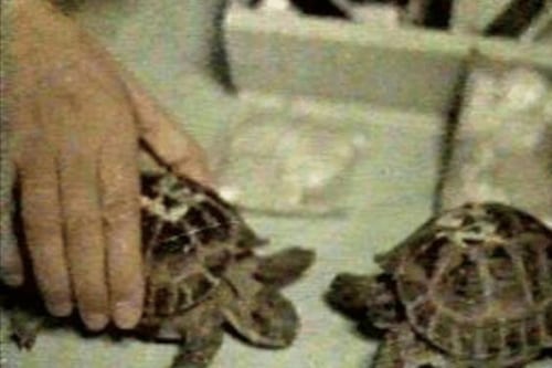 La historia de las tortugas que viajaron al espacio en 1968: ¿Por qué las sacrificaron al volver a la Tierra?