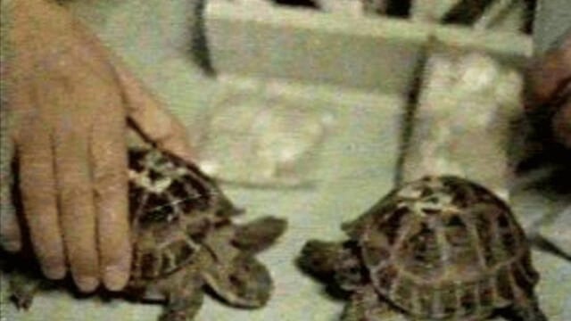 Tortugas fueron enviadas a la órbita lunar en la sonda Zond 5 de la URSS| Foto: RSC Energía