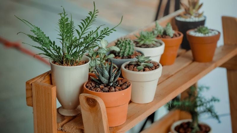 5 plantas impossíveis de matar que você deve ter em casa