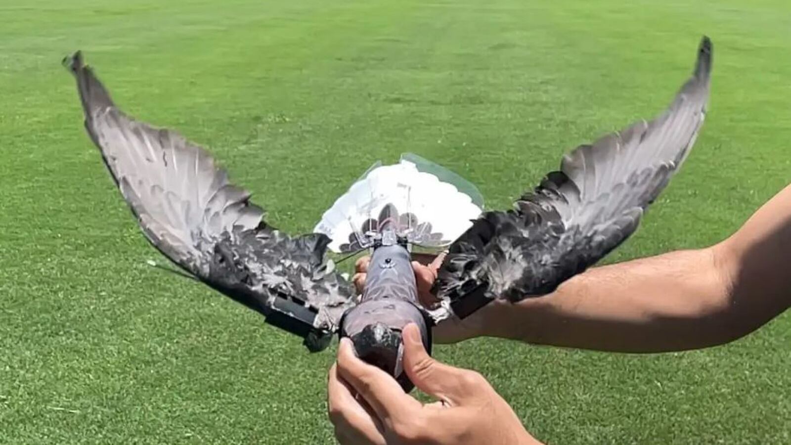 Drones con aves muertas