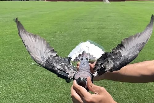 Científicos crean drones espías con aves muertas: mira el video