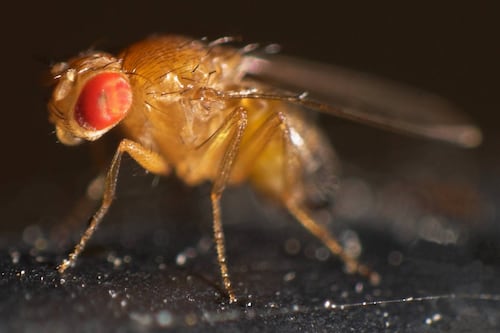 Estudio encuentra que las moscas sufren el confinamiento de la misma manera que los humanos