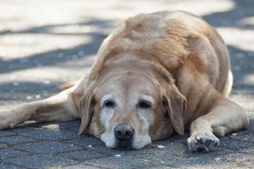 ¿Buscas un perro? La inteligencia artificial reveló cuál es el que no debes tener, sobretodo si eres inexperto