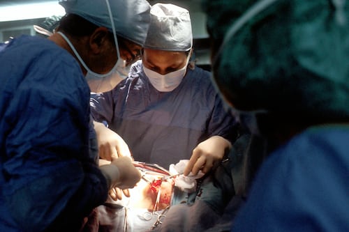 ¿Necesitas un transplante de riñón? Un cerdo podría ser la solución