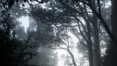 El fantasma fue grabado por una cámara vehicular corriendo de uno de los lados de una carretera y parecer ir con una fuerza indetenible.