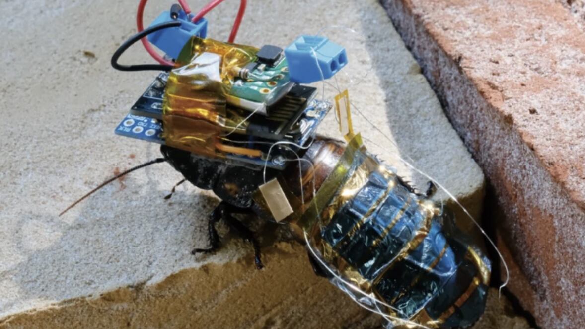 Cucarachas modificadas