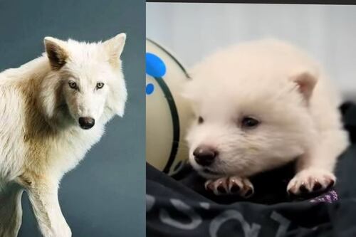 “Esto no es la desextinción de una especie”: científicos explican que los tres lobos son híbridos experimentales