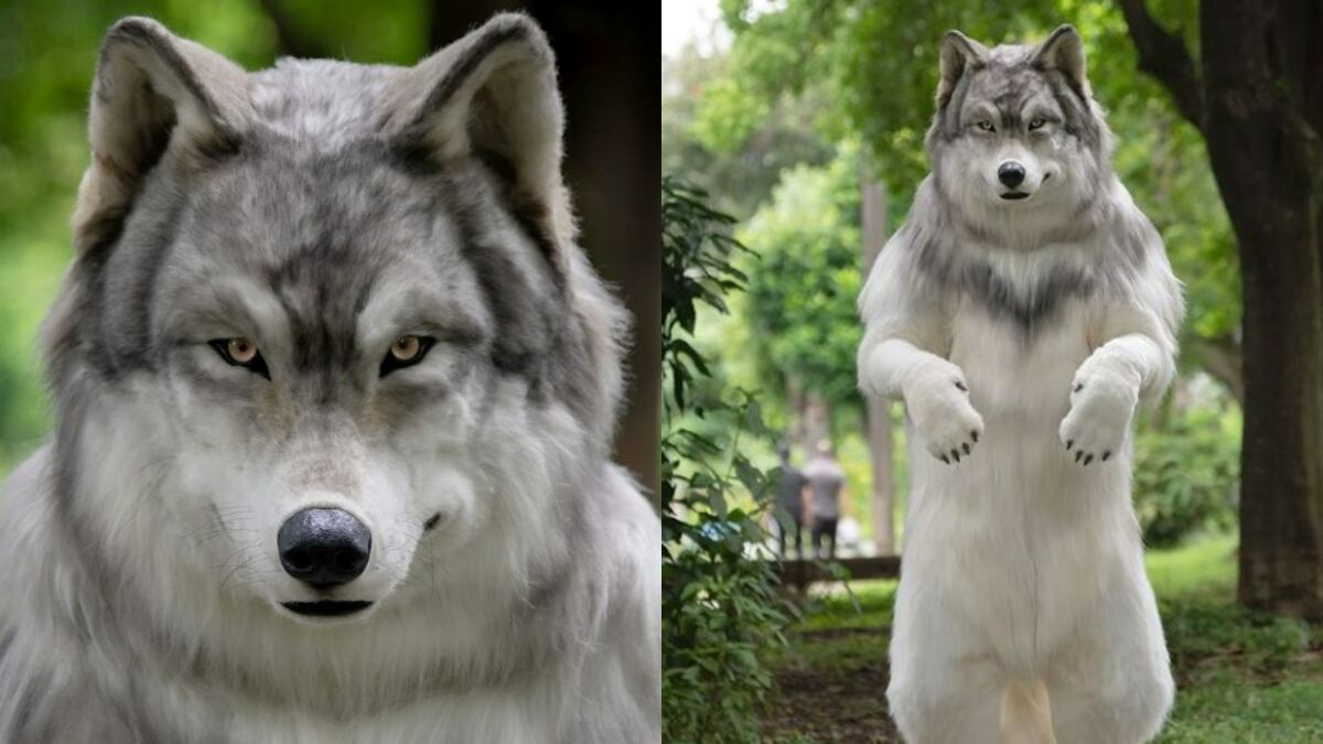 Un hombre se convirtió en lobo