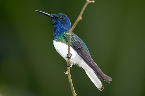 Algunas hembras de colibrí se disfrazan de machos para tener mejores oportunidades