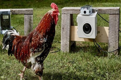 Los selfies de gallinas: La idea surrealista que vende imágenes como NFT en 500 dólares por foto