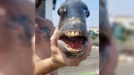 Encuentran espeluznante pez con la boca llena de dientes similares a los de los humanos