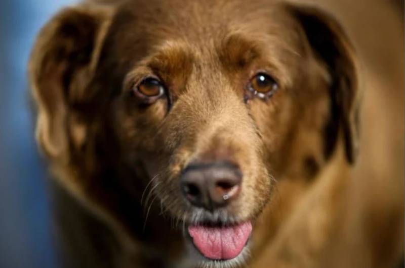 Bobi es un perro sano y fuerte y es considerado según los registros, el más viejo del mundo | Foto: Cortesía